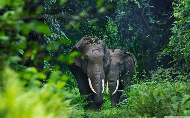 Two elephants walking through the untouched forest