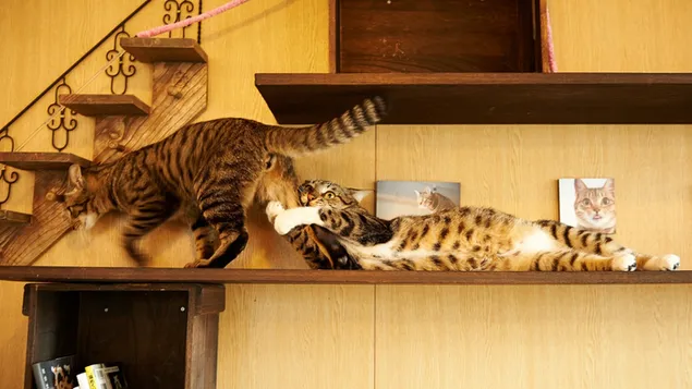 家の周りで遊んでいる2匹の面白いぶち猫 HD 壁紙