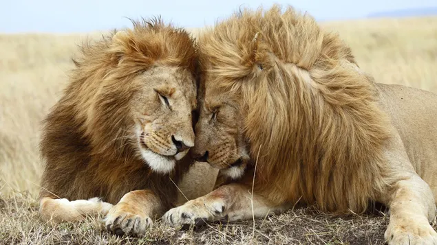 Twee imposante leeuwen tonen hun liefde in de natuur