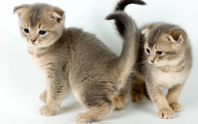 Zwei Kätzchen, süßes Haustier herunterladen