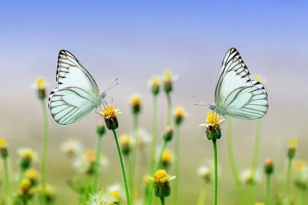 Dos hermosas mariposas blancas en una flor amarilla descargar