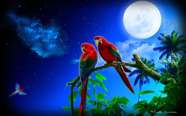 Twee papegaaien in Tropical Night