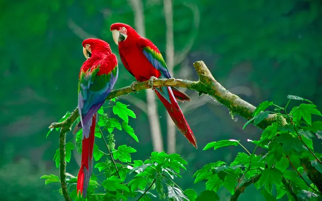 Twee papegaaie - die mooiste natuurlike ontmoeting aflaai