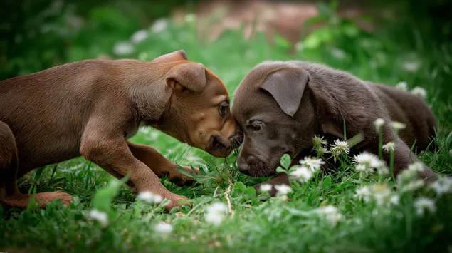 Twee speelse hondjies wat in 'n blommeveld interaksie het 2K muurpapier