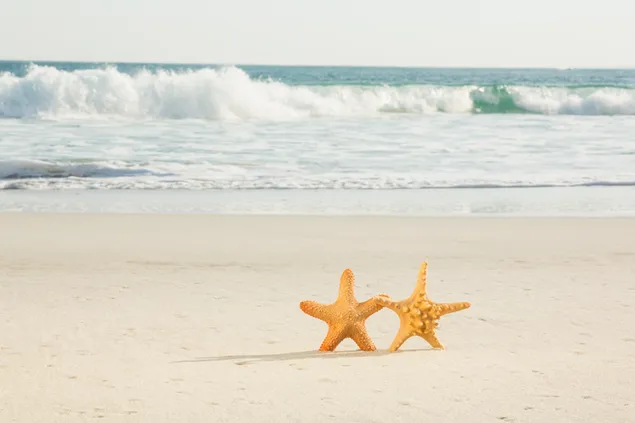 Two starfish next to the waves of the sea water and the sand