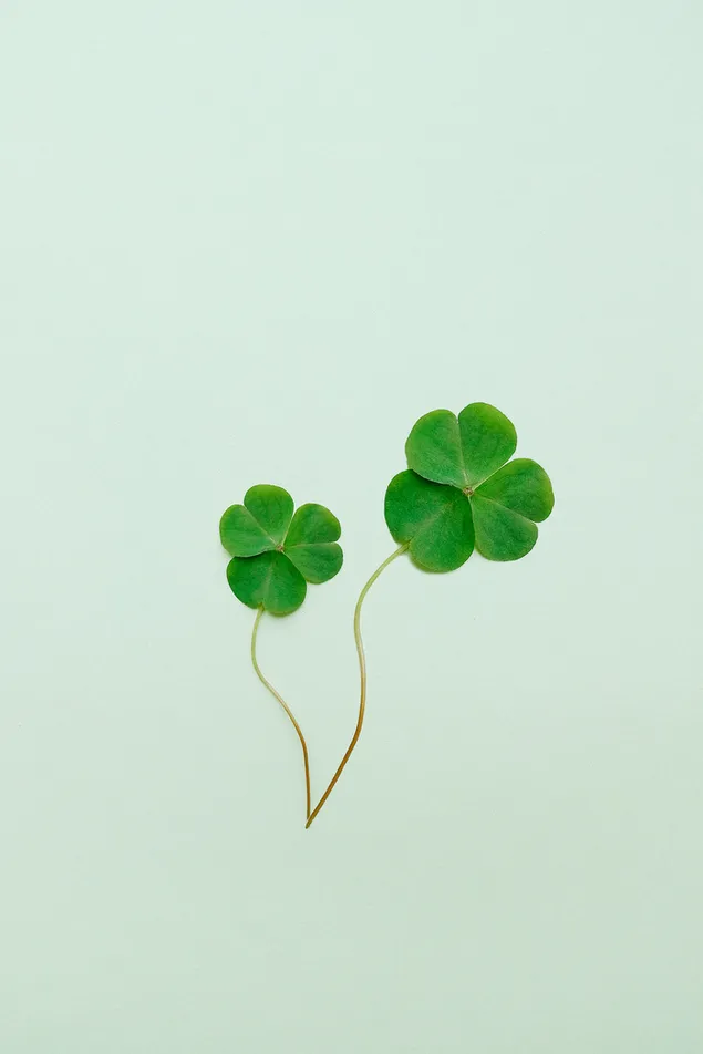 Two units three leaf clover  minimalistic on the soft green bacground