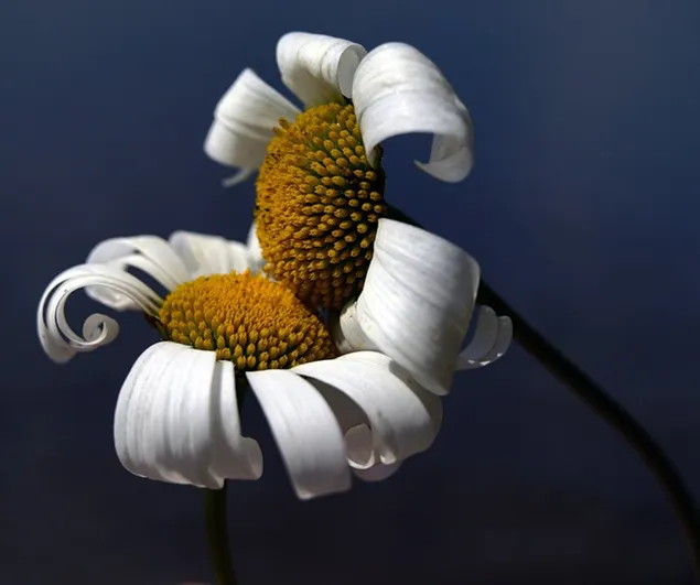 دو تا دیزی سفید کنار هم کاغذدیواری  4K