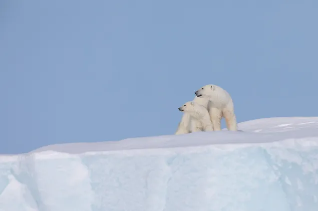 Dos osos polares blancos fotografiados al aire libre en los polos 2K fondo de pantalla