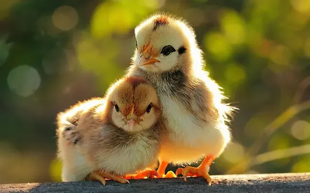 Dua bebek kuning di atas kayu di depan rencana alam yang kabur unduhan