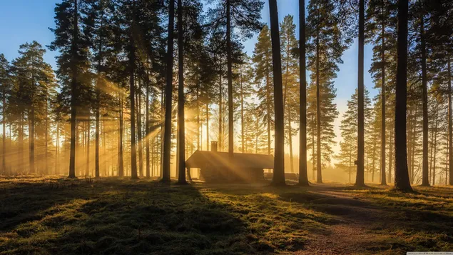 Überdachtes Haus im Wald, wo das Sonnenlicht durch die Bäume filtert