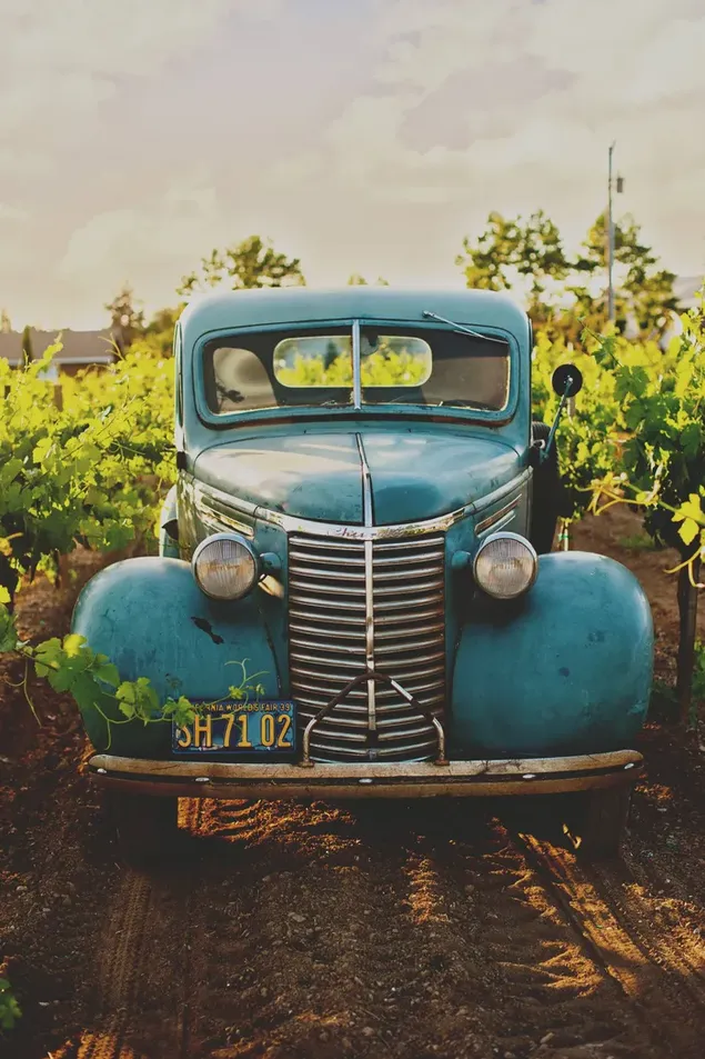 Un coche antiguo azul parado en un suelo de tierra en un campo de viñedos