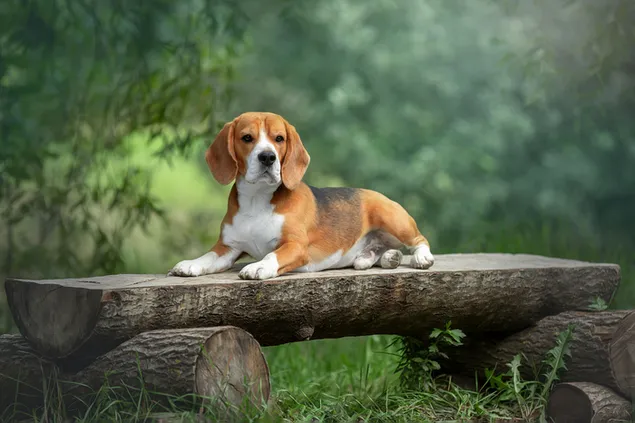 Unscharfes Foto eines Hundes mit Seivm, der auf einem Holzsitz liegt
