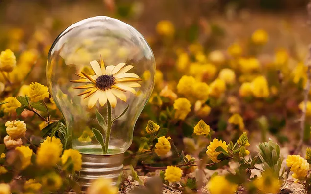 Unter dem Motto Naturwissenschaft blühende Glühbirne in einem Feld mit gelben Blumen herunterladen