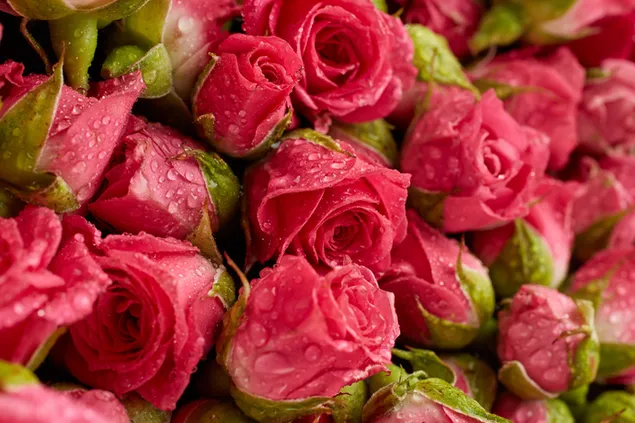 Valentijnsdag - waterdruppels op de roze rozen