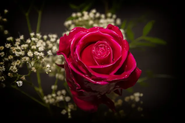 Valentinstag - schöne rote Rose aus nächster Nähe herunterladen