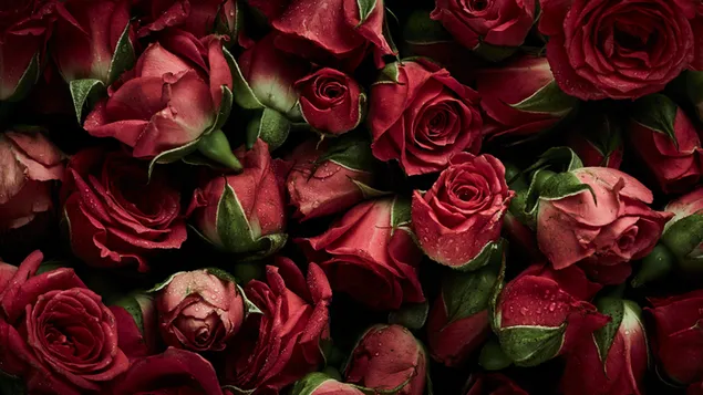 Valentinstag - schöne rote Rosen hautnah