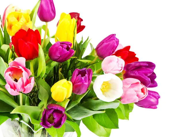 valentin-nap - szines tulipan viragok kozelrol letoltes