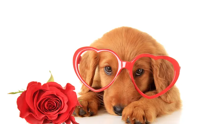Día de San Valentín - lindo perro con gafas de corazón