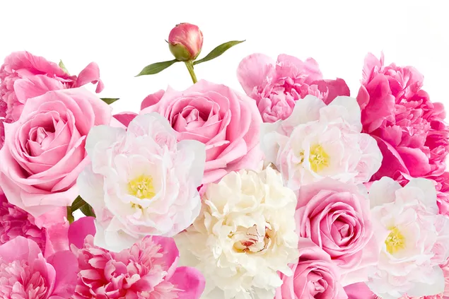 バレンタインデー - 素敵なピンクと白の花 ダウンロード