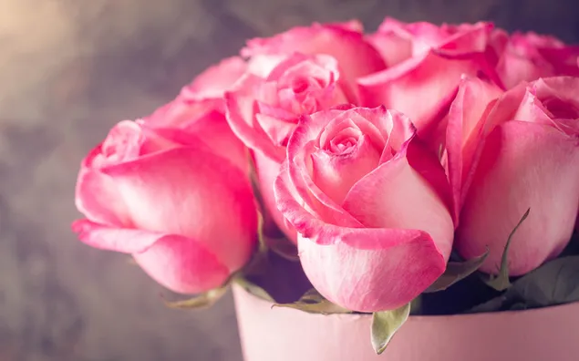 Valentinstag - schöne rosa Rosen aus nächster Nähe