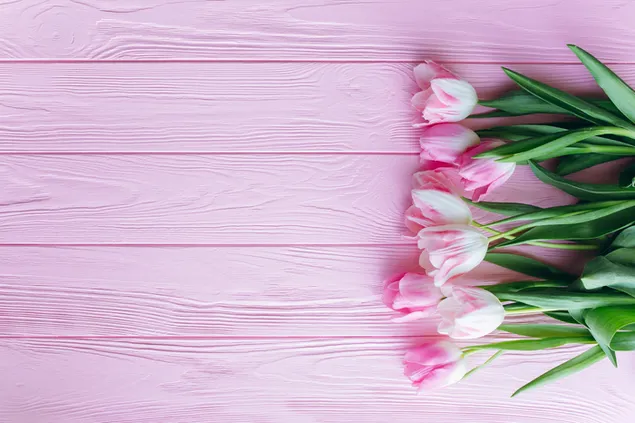 Hari Valentine - bunga tulip merah jambu yang cantik 2K kertas dinding