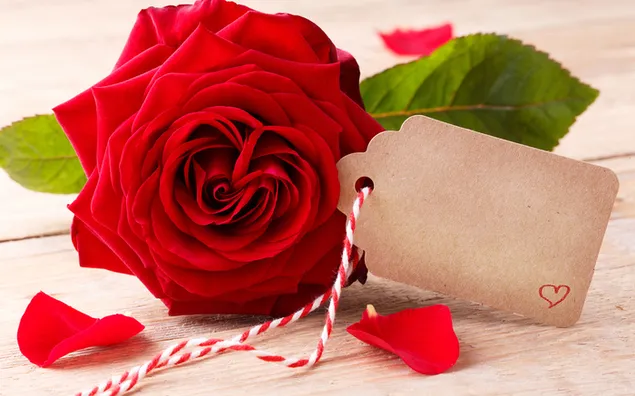 Valentinstag - schöne rote Rose mit Tag 2K Hintergrundbild