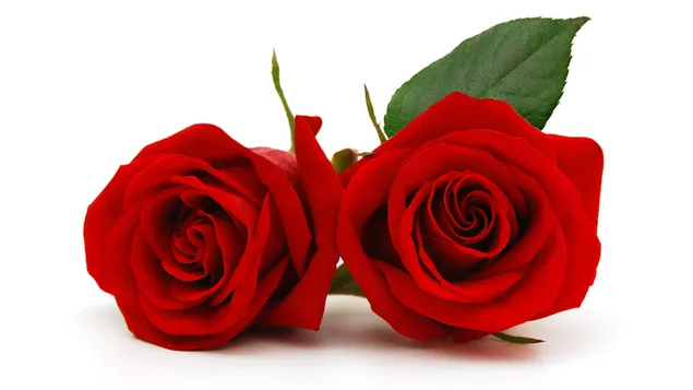 Valentinstag - schöne rote Rosen aus nächster Nähe