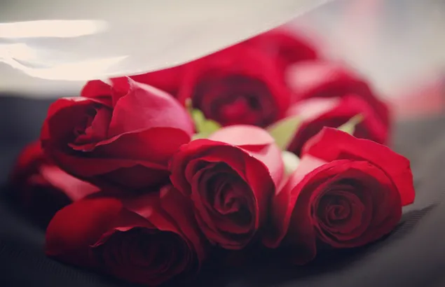 バレンタインデー-素敵な赤いバラの花 ダウンロード
