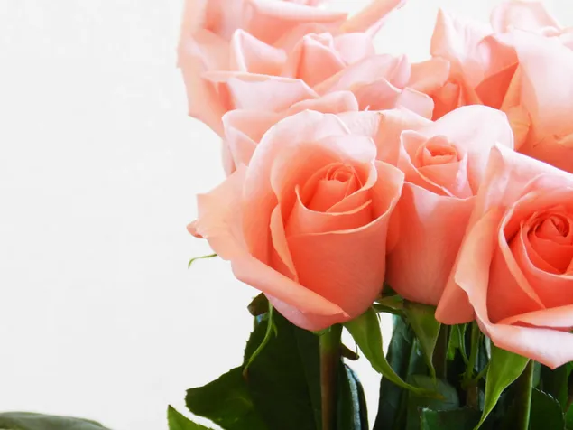 Дан заљубљених - руже боје брескве 2K позадина