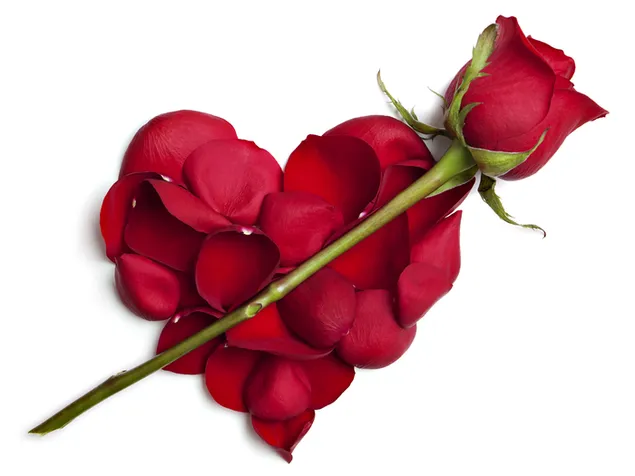 Valentinstag - Blumenblätter Herz und Rose