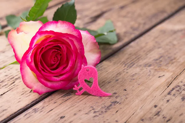 Valentinstag - rosa Rose aus nächster Nähe 2K Hintergrundbild