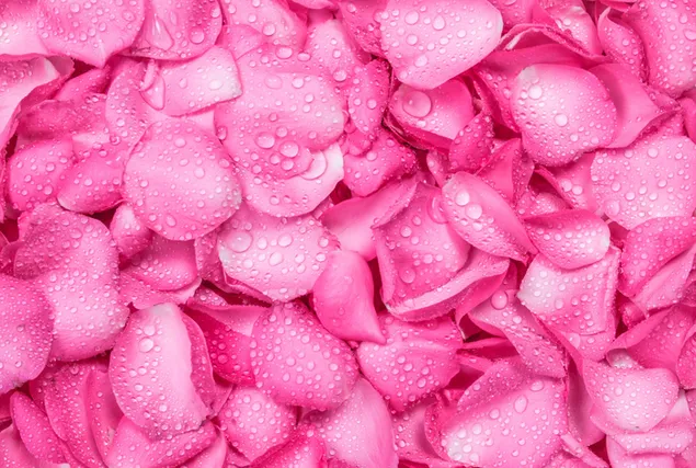 Valentinstag - rosa Rosenblätter mit Wassertropfen aus nächster Nähe 2K Hintergrundbild