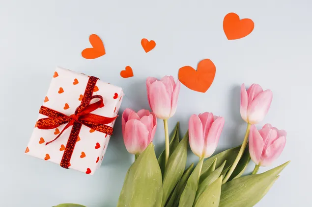 Hari Valentine - tulip merah jambu dan hadiah