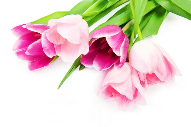 Hari Valentine - bunga tulip merah jambu dekat 2K kertas dinding