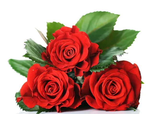 Hari Valentine - mawar merah dekat 2K kertas dinding