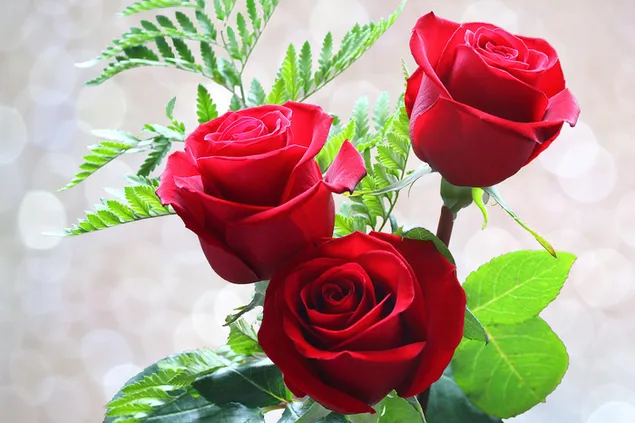 Hari Valentine - bunga mawar merah dari dekat unduhan