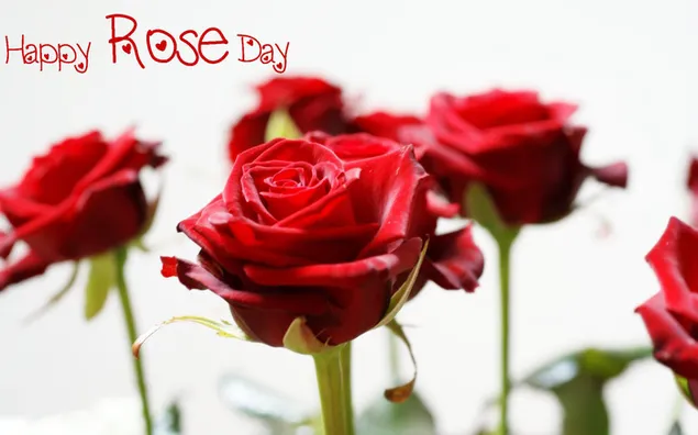 Valentinstag - Rote Rosen