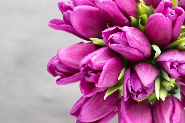 Valentinstag - violette Tulpen aus nächster Nähe