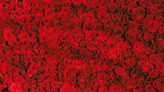 Valentinstag - Bett aus Rosen herunterladen