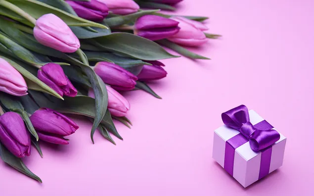 Valentinstag - lila Tulpen und die Geschenkbox