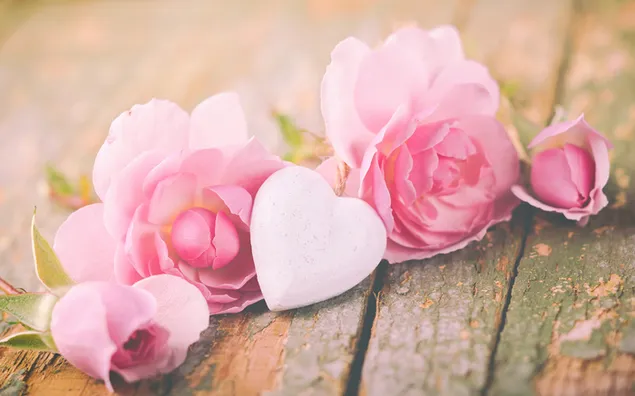 Valentinstag - schöne rosa Rosen mit Herz
