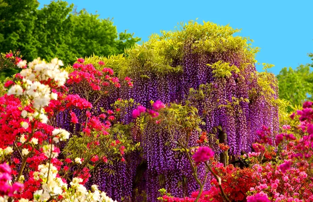 Variedad de flores coloridas y un árbol de Wisteria brilla en primavera