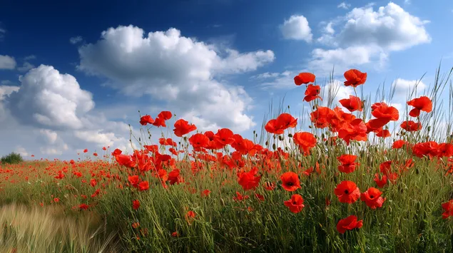 prostrano polje makov in trave pod svetlim poletnim nebom z oblaki prenos