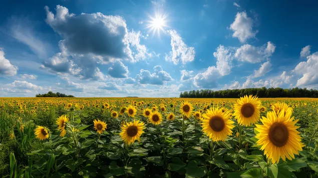 fushe e gjere me luledielli nen nje qiell te ndritshem veror me re te bardha shkarkim