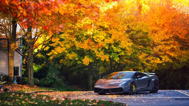 Voertuig Lamborghini Gallardo Grijs HD achtergrond