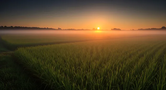 Velloja e Agimit Mbi Fushat e Orizit 8K sfond