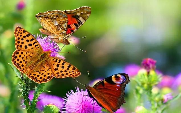 Verschillende vlinders die het water van roze naaldbloemen beheersen