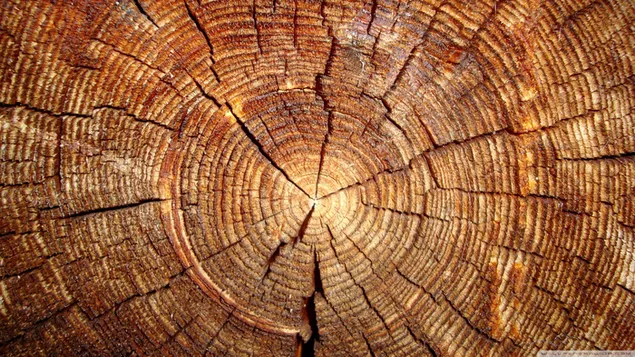Vết nứt hình vòng và bề ngoài giống như vòng của gỗ xẻ tải xuống