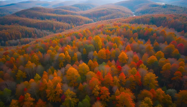 Pemandangan Udara Bukit Hutan Musim Gugur yang Semarak 4K wallpaper