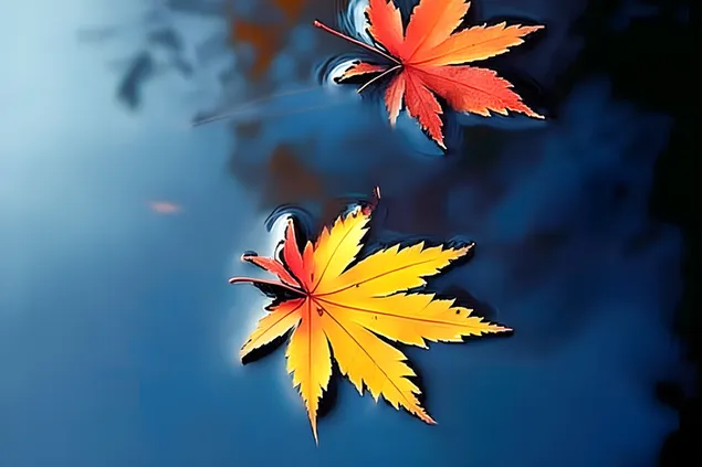 Живи есенни кленови листа, плаващи върху спокойна вода 2K тапет